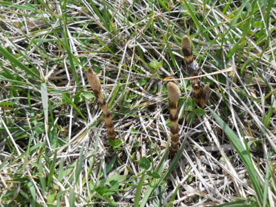 f:id:hatekota810:20100430191047j:image