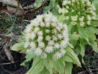 f:id:hatekota810:20100430191048j:image