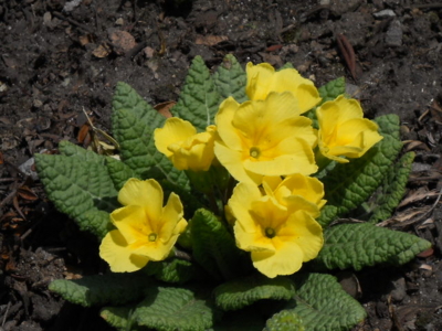 f:id:hatekota810:20100513195236j:image