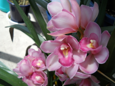 f:id:hatekota810:20100513195930j:image