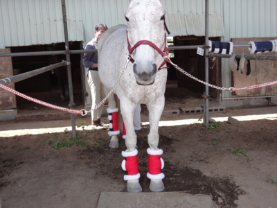 f:id:hatekota810:20100516074611j:image