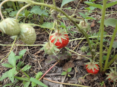 f:id:hatekota810:20100523122525j:image