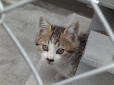 f:id:hatekota810:20100607200217j:image