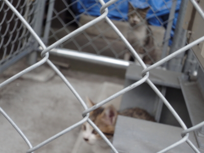 f:id:hatekota810:20100607200330j:image