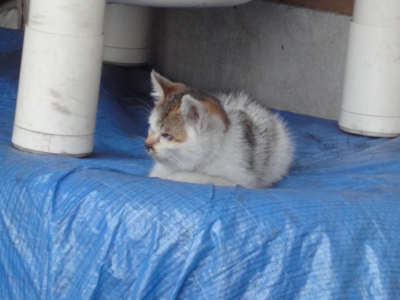 f:id:hatekota810:20100607200732j:image