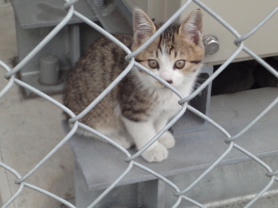 f:id:hatekota810:20100607222046j:image