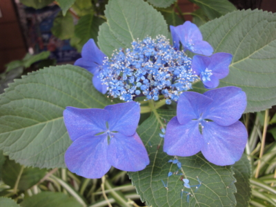 f:id:hatekota810:20100623195715j:image