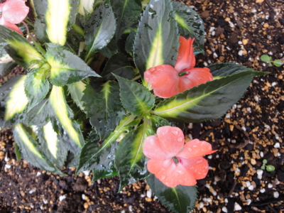 f:id:hatekota810:20100623200457j:image