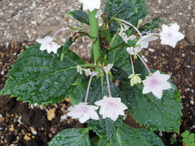 f:id:hatekota810:20100623201646j:image