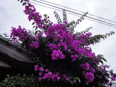 f:id:hatekota810:20100627100508j:image
