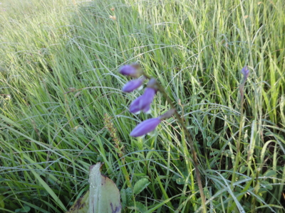 f:id:hatekota810:20100813191813j:image