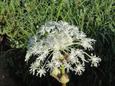 f:id:hatekota810:20100813192008j:image