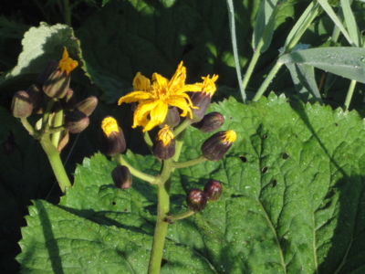 f:id:hatekota810:20100813192042j:image