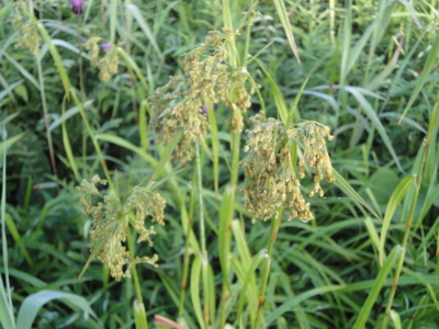 f:id:hatekota810:20100813192139j:image