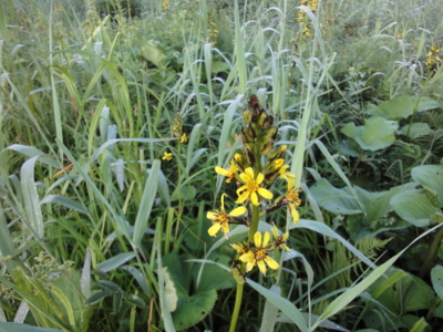 f:id:hatekota810:20100813192519j:image