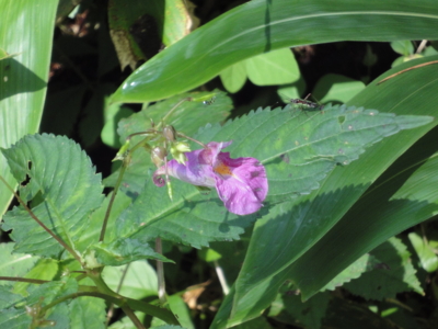 f:id:hatekota810:20100829072628j:image