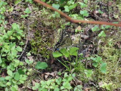 f:id:hatekota810:20100829072746j:image