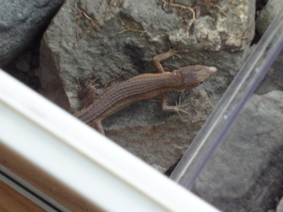 f:id:hatekota810:20100829072845j:image