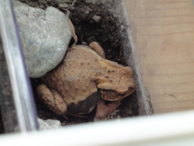 f:id:hatekota810:20100829072849j:image