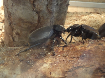 f:id:hatekota810:20100829073420j:image