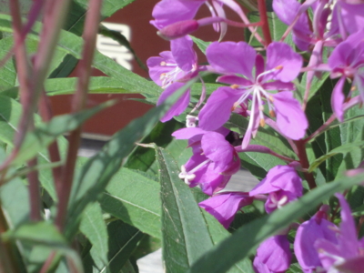 f:id:hatekota810:20100906202123j:image