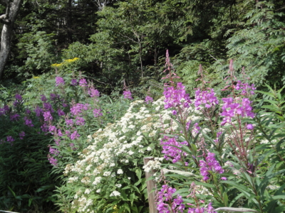 f:id:hatekota810:20100906202130j:image