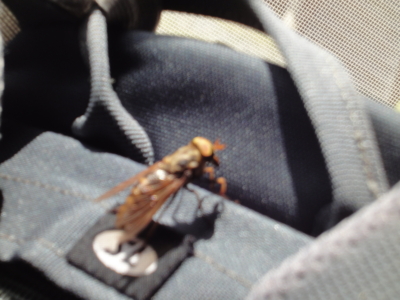 f:id:hatekota810:20100906202659j:image