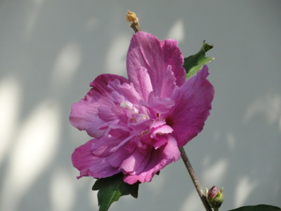 f:id:hatekota810:20100912162428j:image