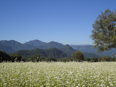 f:id:hatekota810:20100917194052j:image