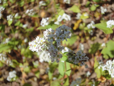 f:id:hatekota810:20100917194147j:image