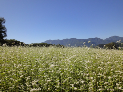 f:id:hatekota810:20100917194301j:image