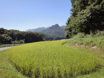 f:id:hatekota810:20100917195925j:image