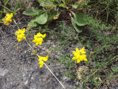 f:id:hatekota810:20100918184902j:image