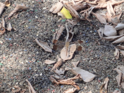 f:id:hatekota810:20100918185023j:image