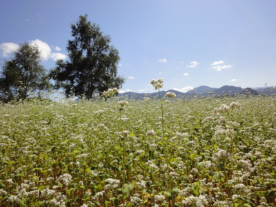 f:id:hatekota810:20100918191921j:image