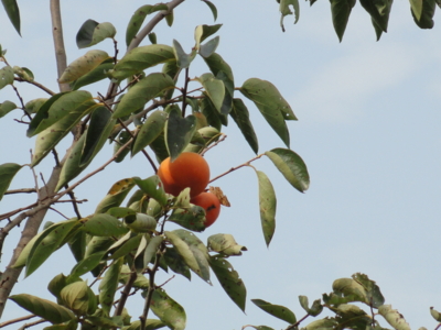 f:id:hatekota810:20100919182311j:image