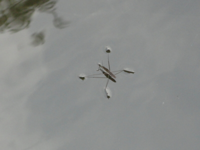 f:id:hatekota810:20100920185417j:image