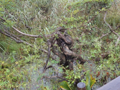 f:id:hatekota810:20100928194005j:image