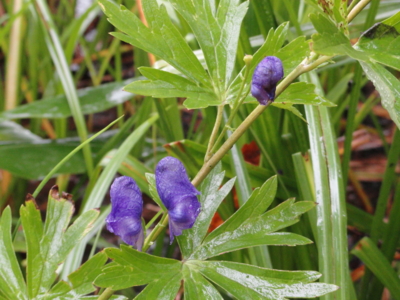 f:id:hatekota810:20100928194533j:image