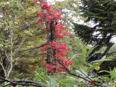 f:id:hatekota810:20100930195143j:image