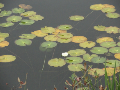 f:id:hatekota810:20101002190311j:image