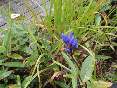 f:id:hatekota810:20101002190511j:image