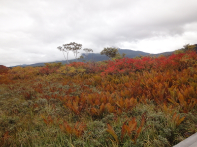 f:id:hatekota810:20101003185150j:image