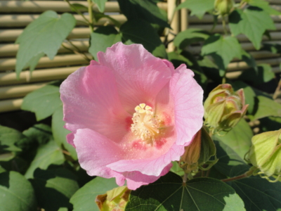 f:id:hatekota810:20101009193036j:image