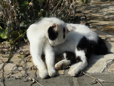 f:id:hatekota810:20101012194924j:image