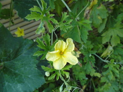 f:id:hatekota810:20101012200141j:image