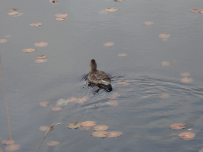 f:id:hatekota810:20101016190818j:image