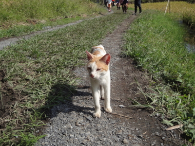 f:id:hatekota810:20101020195934j:image