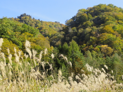 f:id:hatekota810:20101031053025j:image