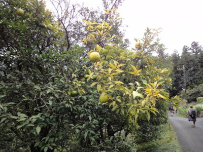 f:id:hatekota810:20101112191720j:image